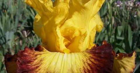 Northern Utah Iris Society Rhizome\/Plant Sale