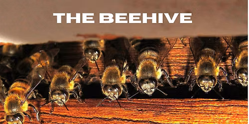Firecat First Friday: The Beehive