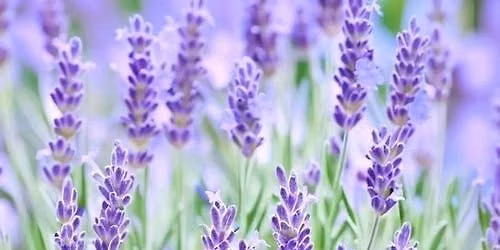Lavender Visionz