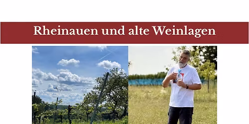 Weinspaziergang - Rheinauen und alte Weinlagen