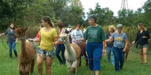 Alpaca Tour & Walk Experience