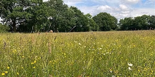 Mottey Meadows Summer walk