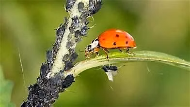 Natural Pest Management