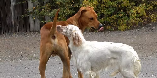 Foredrag - Hundens spr\u00e5k og adferd | Asker | Lundqvist - Ingerid og Vegard \u00d8snevad | Poverud Poter