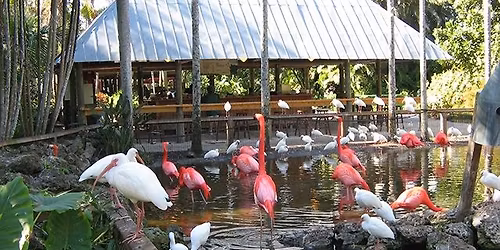Three Hour Tour in Flamingo Gardens