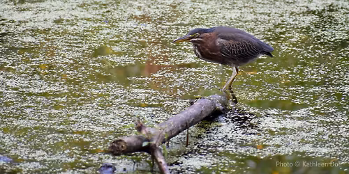 Field Trip: Wetlands Birding at Station 43