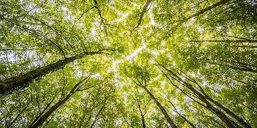 Waldwissen f\u00fcr alle: F\u00fchrung entlang des neuen Lehrpfades im Sandhorster Wald