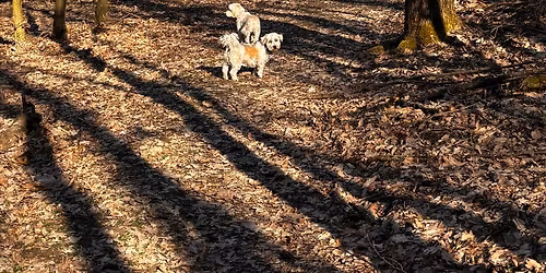 Tavaszi Kuty\u00e1s kir\u00e1ndul\u00e1s