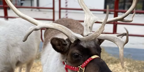 Annual Holiday Reindeer Event at Planthaven Farms 