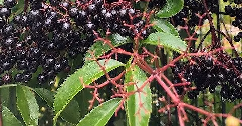 Herbal Support for Immunity