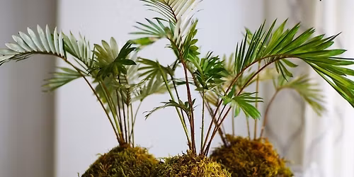 Kokedama Plants for Teens