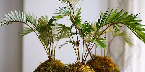 Kokedama Plants for Teens