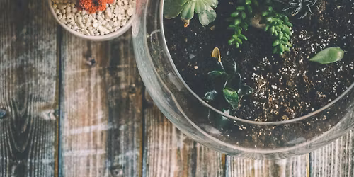 Ladies' Night Out (side):BYOC Terrarium