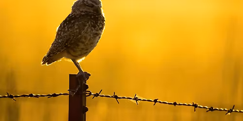 Flight & Focus, Bird Photography Across the States