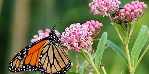 Pollinator Garden TLC