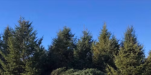 Christmas Tree Flash Sale