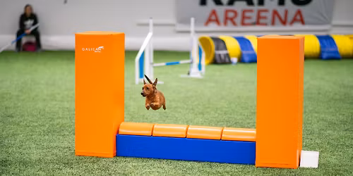 Marraskuun agilitykisat