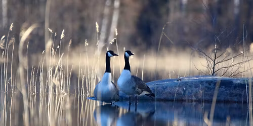 26.4. Foto Fennican ja Pilyn esittelytapahtuma ja lintuk\u00e4vely Tampereella Hatanp\u00e4\u00e4ll\u00e4