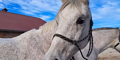 Engedd, hogy v\u00e1lasszon a l\u00f3! - elvonul\u00f3s, \u00f6nismereti h\u00e9tv\u00e9ge