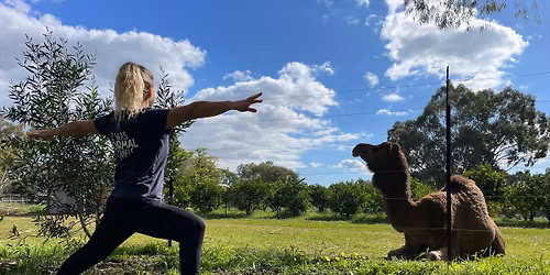 Camel yoga with luxury picnic