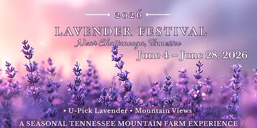 Lavender Harvest Encore