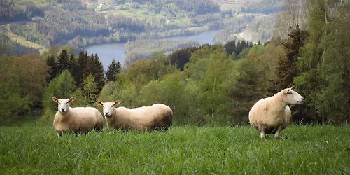 Gr\u00f8nn l\u00f8rdag 2025