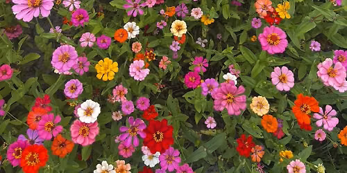 U-Pick Zinnias All Summer Long \ud83d\udc90