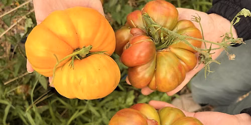 LGL Harvest Share CSA Box 9\/23\/26