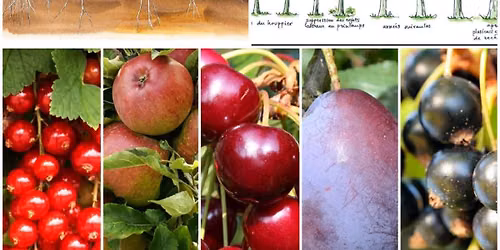 Arbres fruitiers et leur biotope, conception, plantation et entretien (\u00e0 Namur)