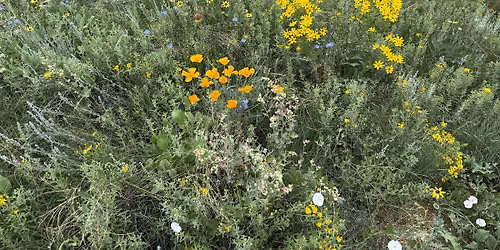 Installing and Maintaining Native Grass and Sown Meadow Landscapes
