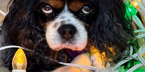 Christmas Light Walk