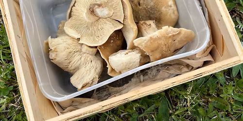 V\u00e5rmusseronutflykt - f\u00f6lj med ut och leta v\u00e5rl\u00e4ckerheter!