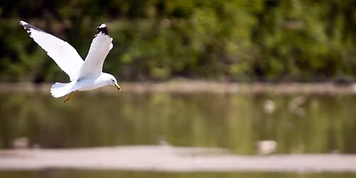 Gulls and Reservoir Bird Hike