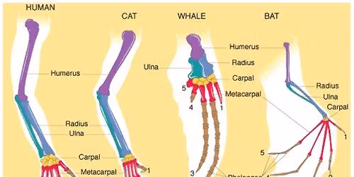 Evolutionary Biology - Intro to Comparative Anatomy and Phylogenetics