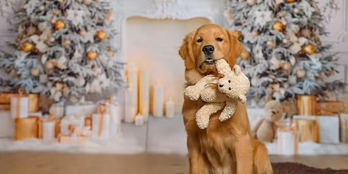 Christmas photoshoot fundraiser