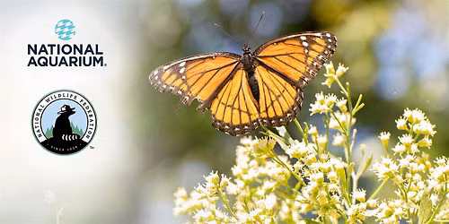 June Oriole Garden Maintenance