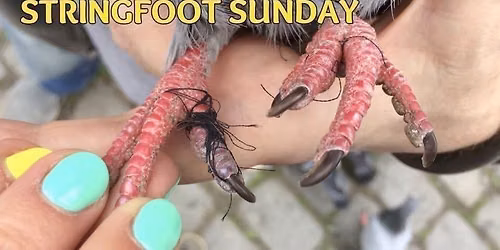 \u00abStringfoot Sunday\u00bb med FugleAdvokatene