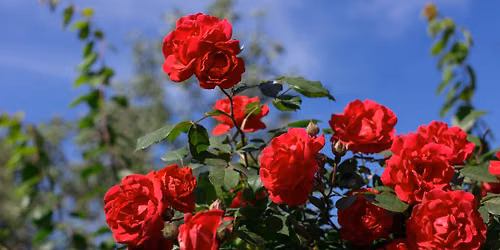 Rose 101