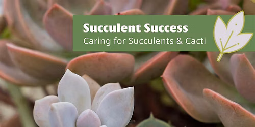 Succulent Success: Caring for Succulents & Cacti - Cupertino