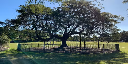 Free Yoga in New Farm Park.