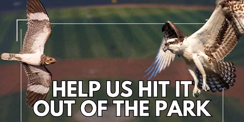Ridgefield Raptors Baseball - Refuge Night!
