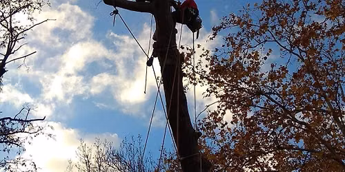 Forma\u00e7\u00e3o: T\u00c9CNICAS UTILIZA\u00c7\u00c3O DE SISTEMAS DE RETEN\u00c7\u00c3O DE MATERIAL LENHOSO \u2013 RIGGING, 16h