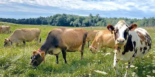 Mother's Day Coffee with the Cows at Appleton Farms