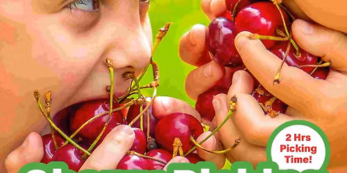 Cherry Picking 1 Day Tours