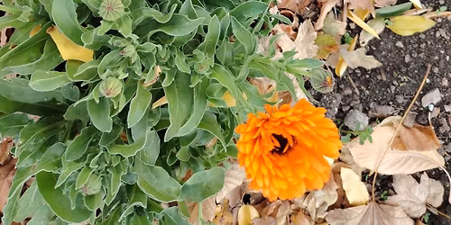 F\u0171szern\u00f6v\u00e9nykr\u00e9mek k\u00e9sz\u00edt\u00e9se Szab\u00f3 M\u00e1ri\u00e1val