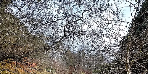 Remembering Lost Species