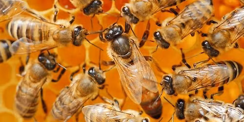 Beginning Beekeeping Class