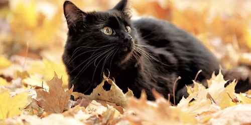 Cozy Cat Cabins Workshop 