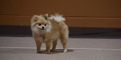 Beginner Puppy Class (ages 7 weeks-6 months) April- June 2026