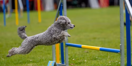 Kveldslagstafettstevne 